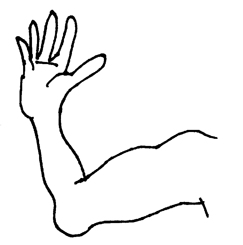 Arm Bone Clipart - More information