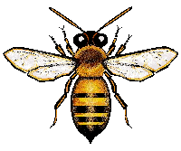 Bees removed from junked trailer Lehigh Acres, FL