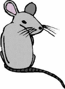 Rat