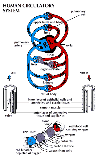 circulatory system, human -- Kids Encyclopedia | Children's ...