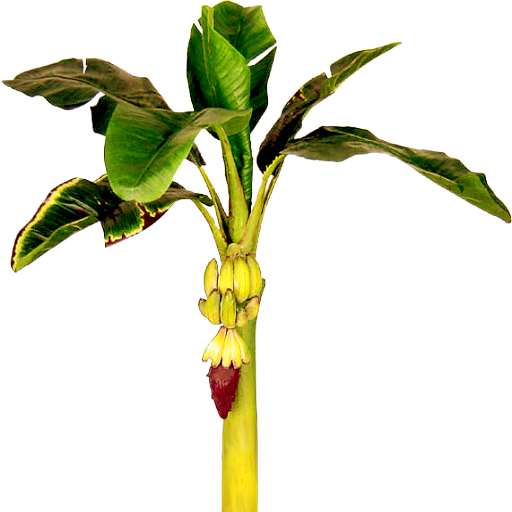 Banana plant clipart
