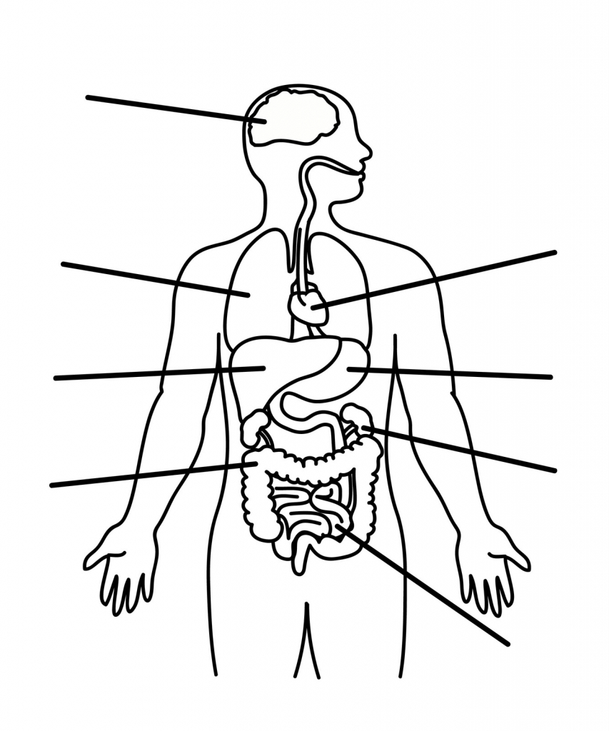 Digestive System Unlabeled Diagram - Human Body Diagram