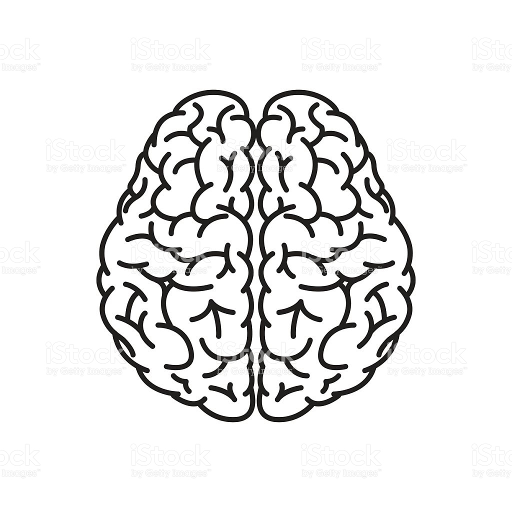 Human Brain Outline Top View stock vector art 515307322 | iStock