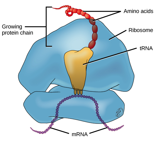 tRNAs and ribosomes | Translation | Central dogma (DNA to RNA to ...