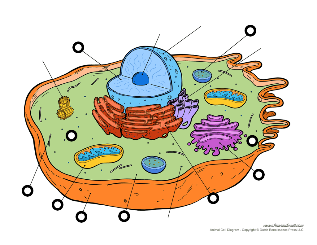 Nucleus- AThe nucleus directs cellular activities; it is ...