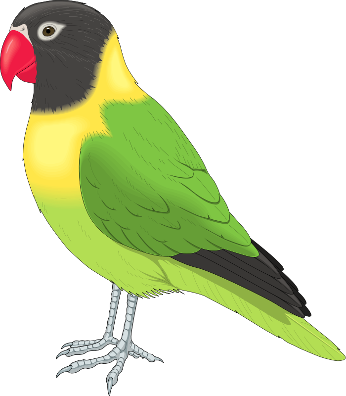 Pet Bird Clipart