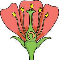 Parts Of A Plant For Kids - Free Clipart Images