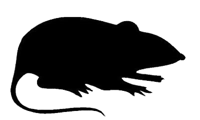 At Home With Meg Stone — Rat Templates!
