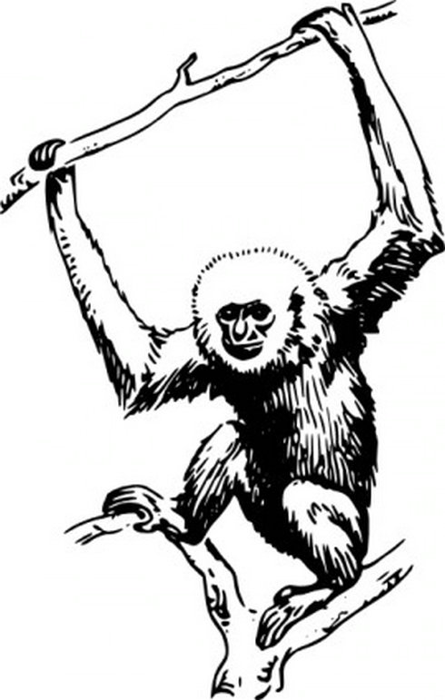 Ape Clip Art 2 | Free Vector Download - Graphics,