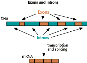 Problem 8: Protein coding sequences