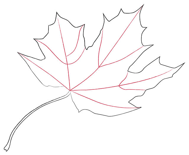 How to Draw a Maple Leaf: 11 Steps (with Pictures) - wikiHow