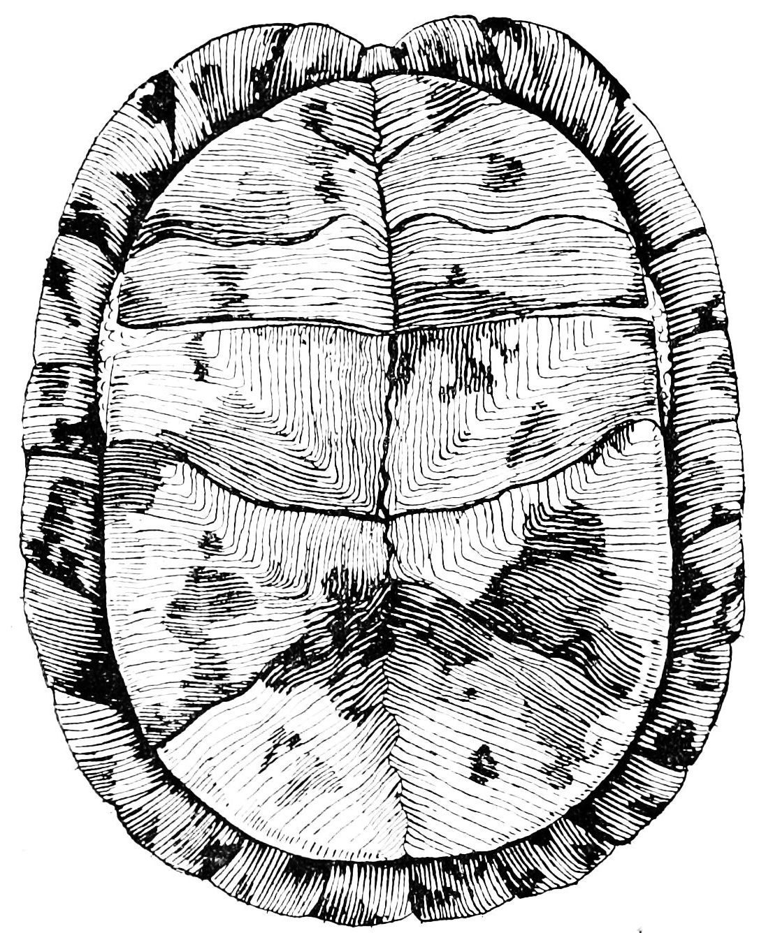 PSM V38 D072 Underside of box turtle showing closed shell.jpg ...