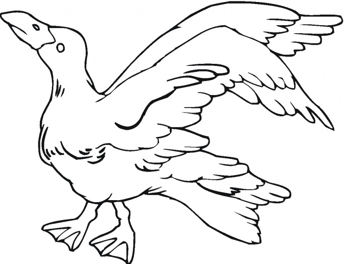 Seagulls coloring pages | Super Coloring