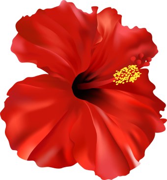 Hibiscus Flower clip art