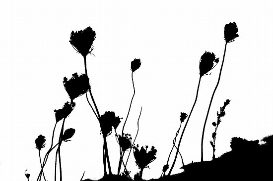Dried Flower Heads in Silhouette&quot; by Erica Corr | Redbubble