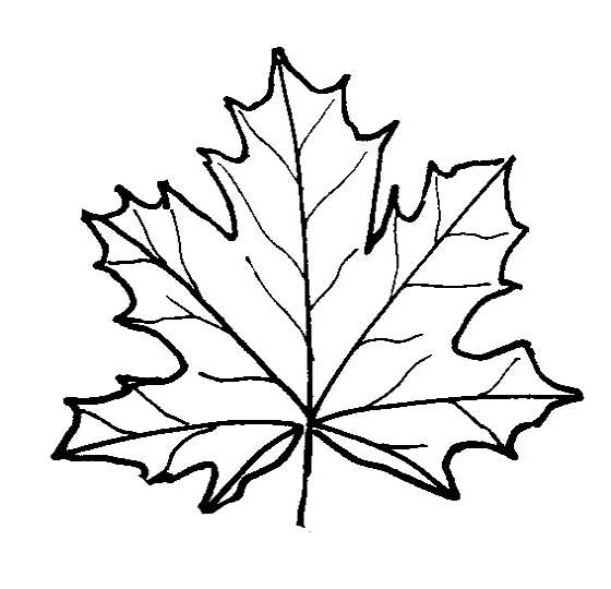 Leaf coloring pages