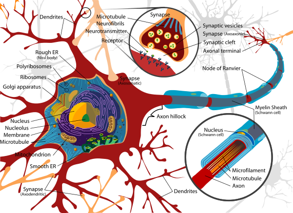 Neuron - Infogalactic: the planetary knowledge core