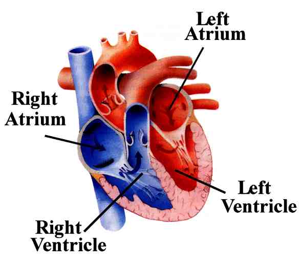 Simple Heart Diagram For Kids - ClipArt Best