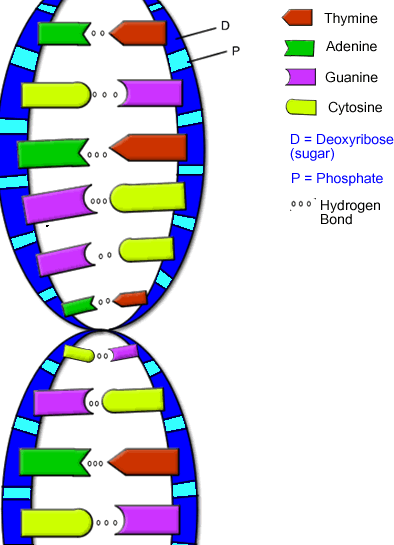 Bonds In Dna - ClipArt Best