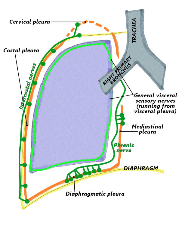 3. Pleurae - The Goofy Anatomist