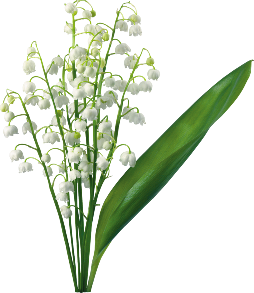 Transparent Lily Of The Valley Clipart - Free to use Clip Art Resource