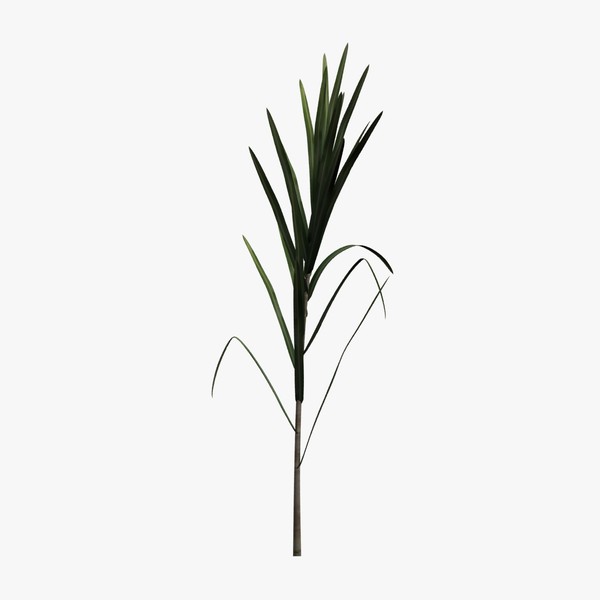 Sugarcane Stalk 3D Model Made with 123D MeshMixer