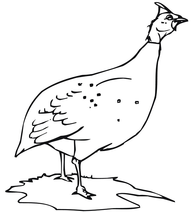 Chicken Template - Animal Templates | Free & Premium Templates