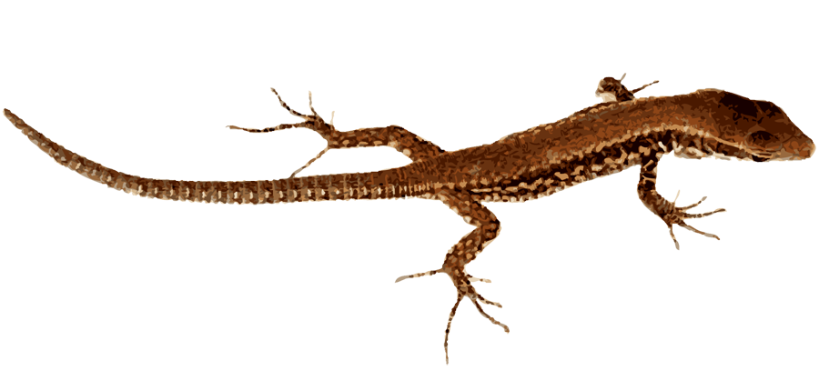 Lizard