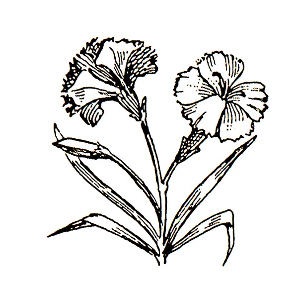 Carnation Clipart