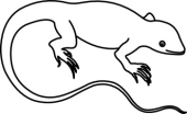 Lizard Clipart Black And White - Free Clipart Images