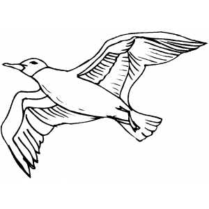 flying seagulls Colouring Pages