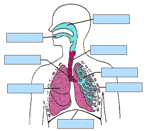 anatomy & physiology | Anatomy, Nervous System and Anato…