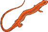 orangenewt1.gif