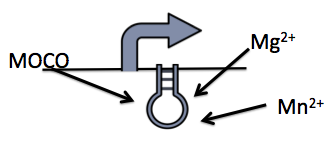 UofC_RIBOSWITCH.png