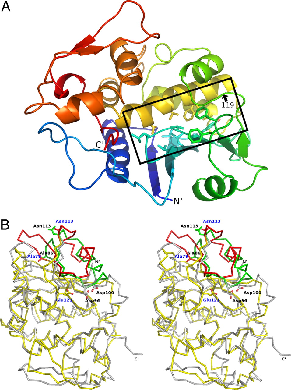 Transition state analogues in structures of ricin and saporin ...