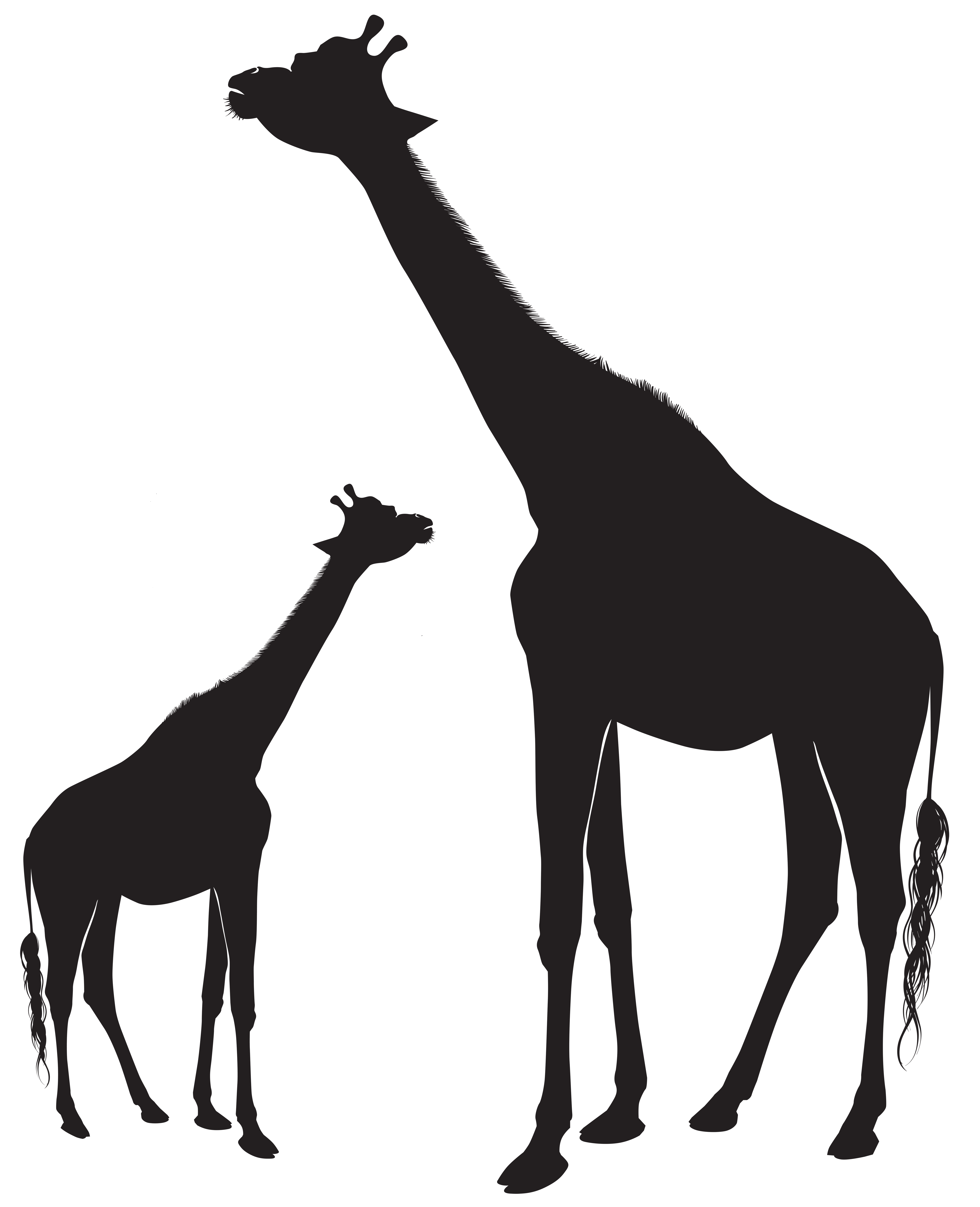 Giraffes Silhouette PNG Clip Art Image