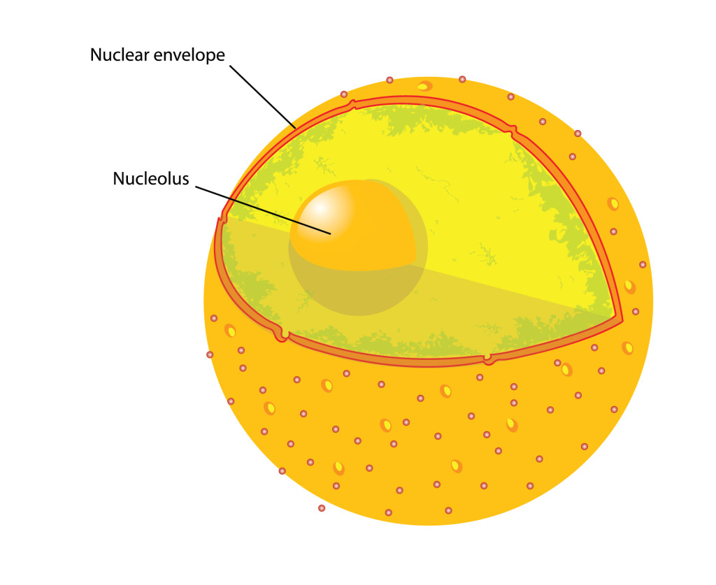 Nucleus Of Animal Cell : 5 Animal Cell Nucleus Pictures ...