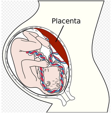 Fetal Blood: Circulation Diagram & Concept - Video & Lesson ...