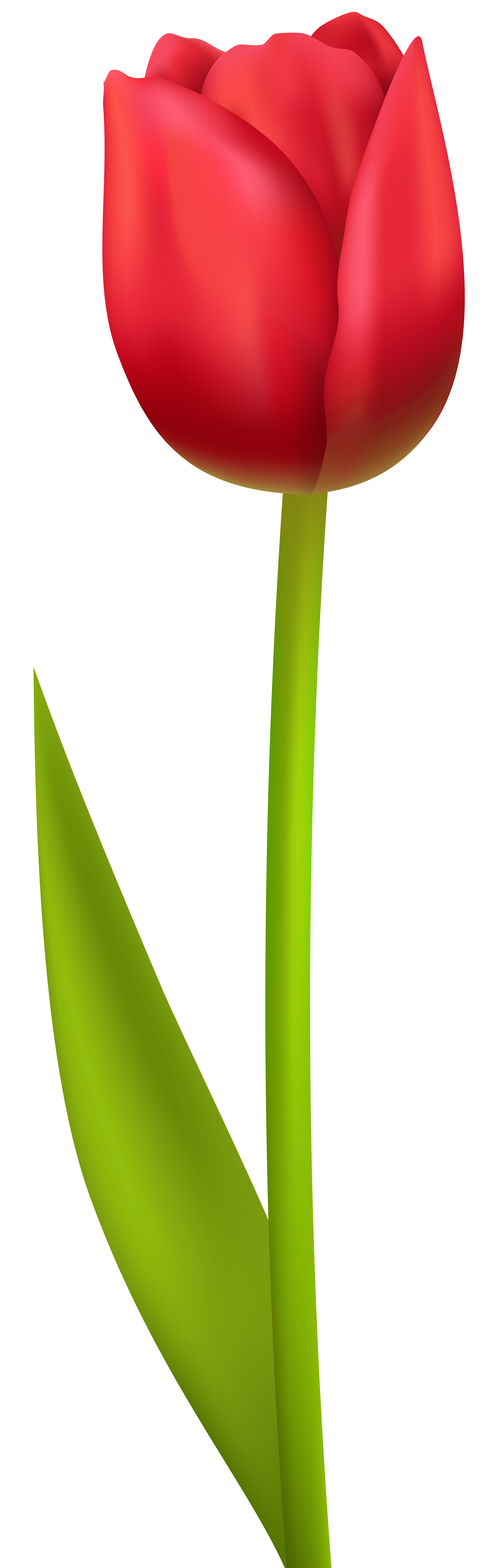 Red Tulip PNG Transparent Clip Art Image