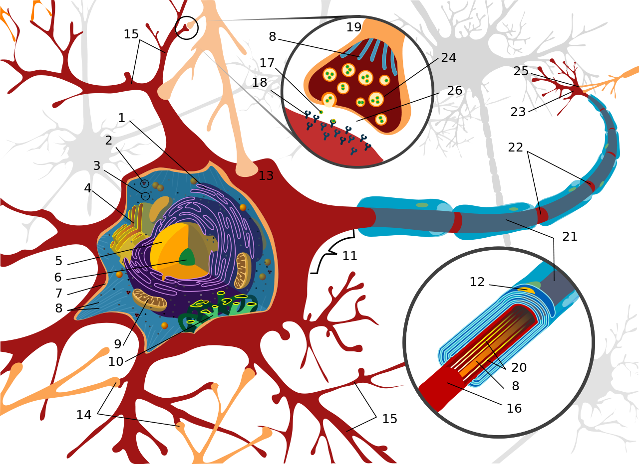 File:Complete neuron cell diagram numbered.svg