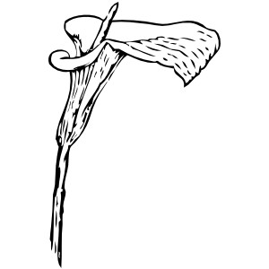Calla Lily clip art - vector clip art online, royalty free ...