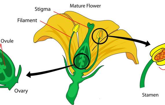 Plant Diagram No Labels - DecorBold