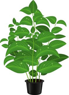 Gardens, Pot plants and Album