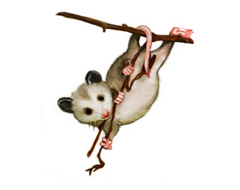 Possum Clipart