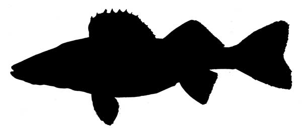 1000+ images about fishes