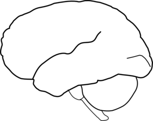 Blank Diagram Of The Brain