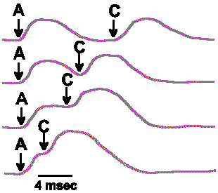 Chapter 4 - Receptor Properties: Receptor Potentials and Coding