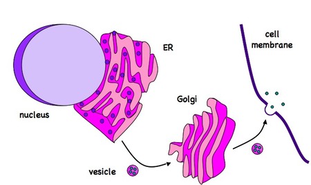 2.4 Membranes | BioNinja