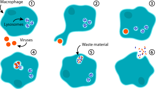 Macrophage | ASU - Ask A Biologist