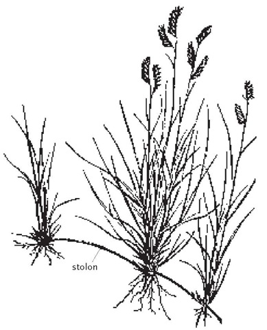 Grass Families